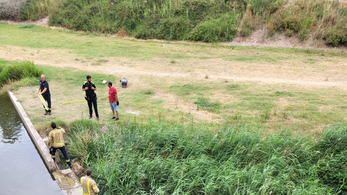 Rescatan a una oca en Tàrrega