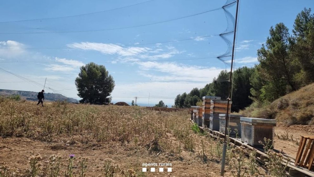 Los Agents Rurals denuncian uno furtivo para instalar tres redes japonesas para capturar aves en el Segrià