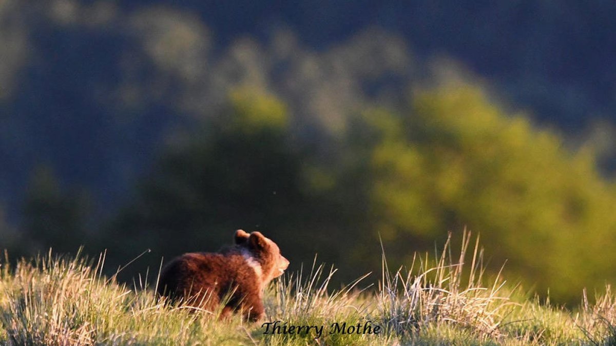 El primer cadell d’os nascut aquest any albirat el maig passat.