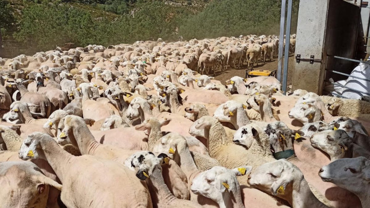 Un rebaño de ovejas en Sant Esteve de la Sarga.