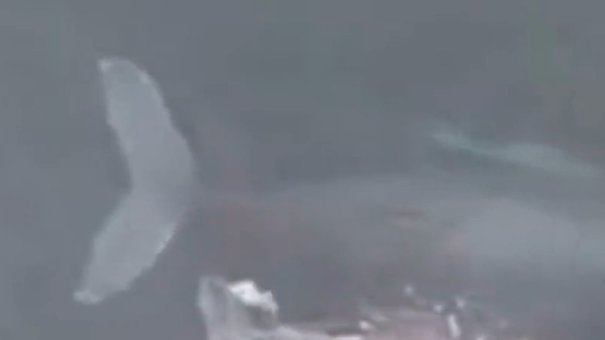 VÍDEO | Captan las primeras imágenes de una ballena amamantando a su cría