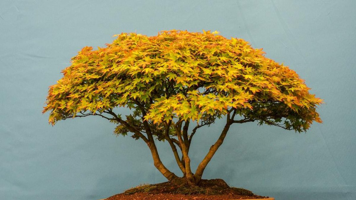 Els bonsais, a l'Arborètum Lleida