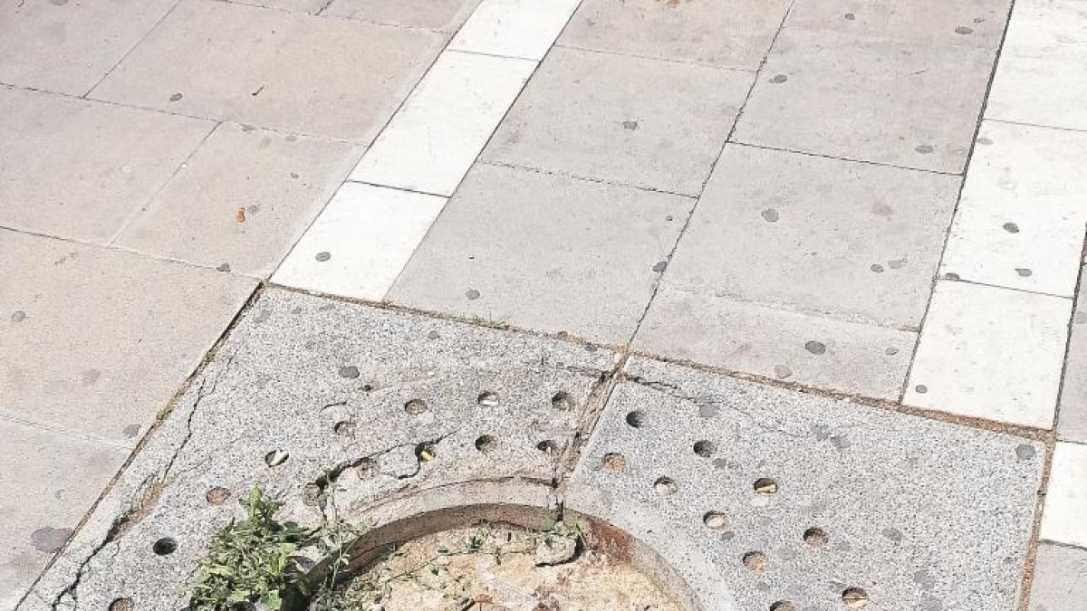 LA FOTO DEL LECTOR | Arbres només per a la memòria
ciutadana