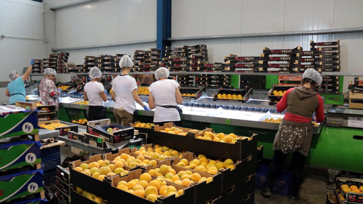 Embalatge de préssecs en una cooperativa agrícola.