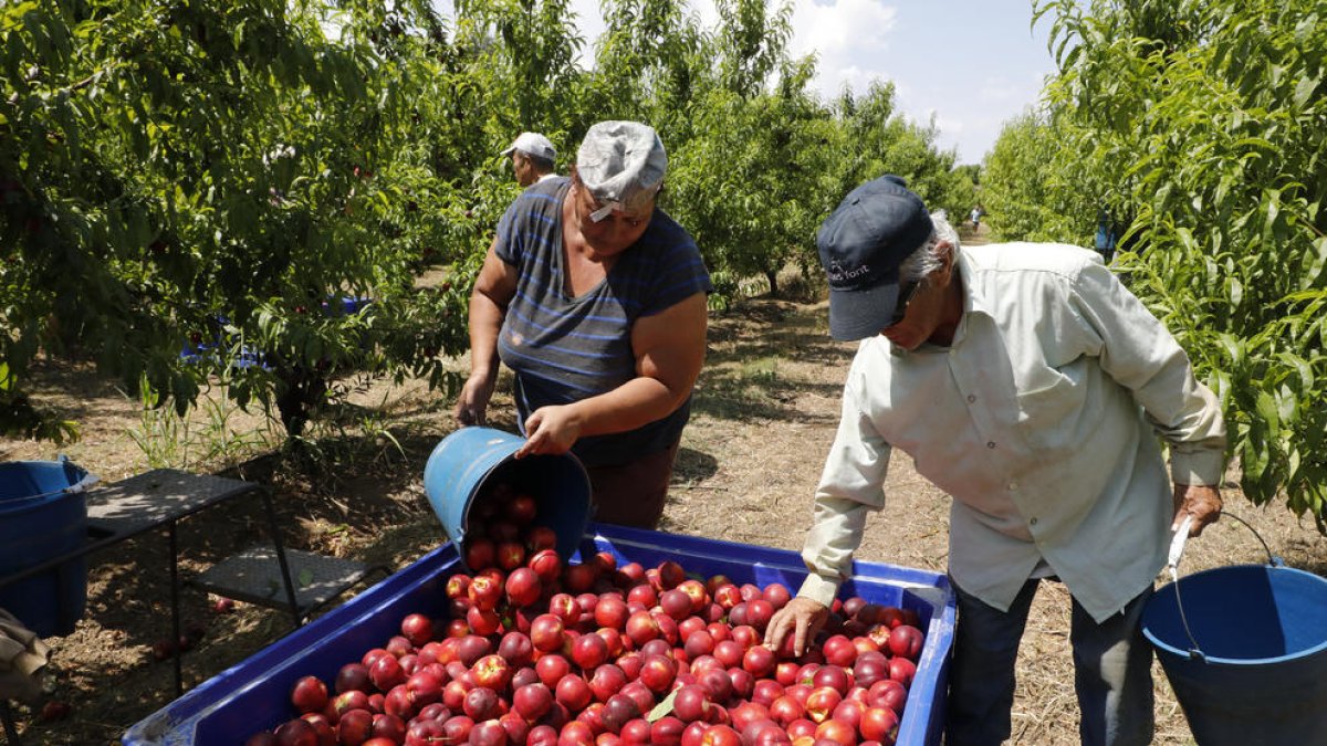 Inicio de la campaña de recogida de nectarina a finales del mes de mayo en una explotación de Seròs.