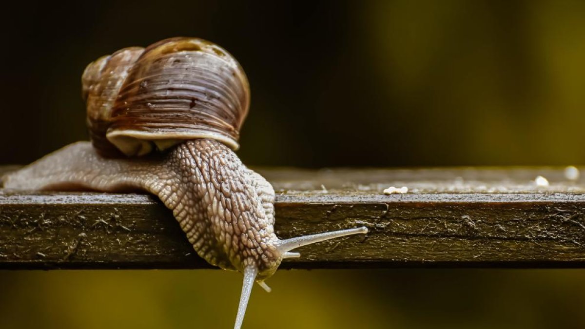 Creen un nou adhesiu per a ferides a partir de moc de caragol