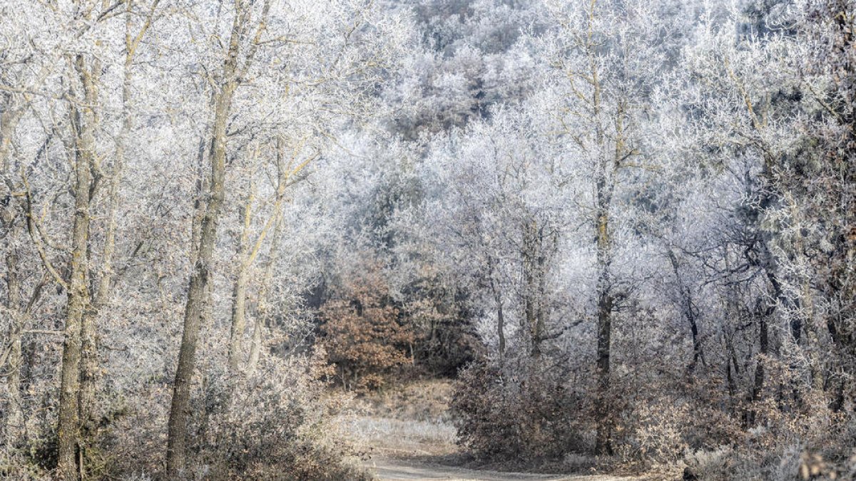 Imatge d'un bosc a Llobera, al Solsonès.
