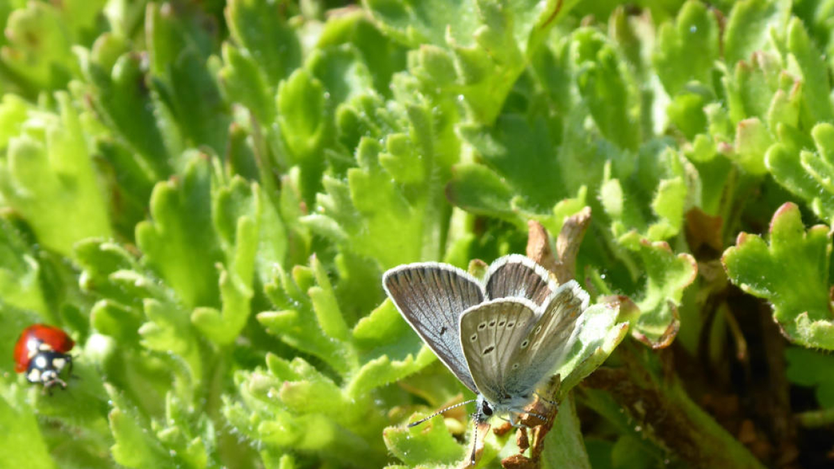 Un ejemplar de una mariposa ‘Aricia nicias’, en peligro de extinción.
