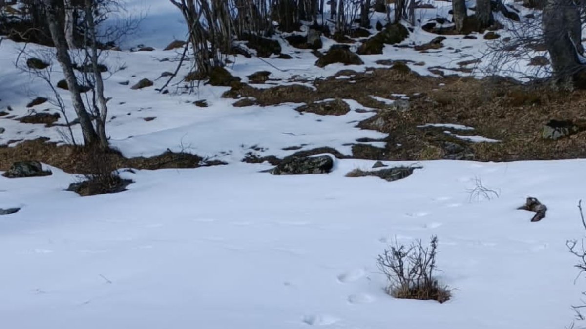 Petjades d’os a Tavascan el cap de setmana passat.