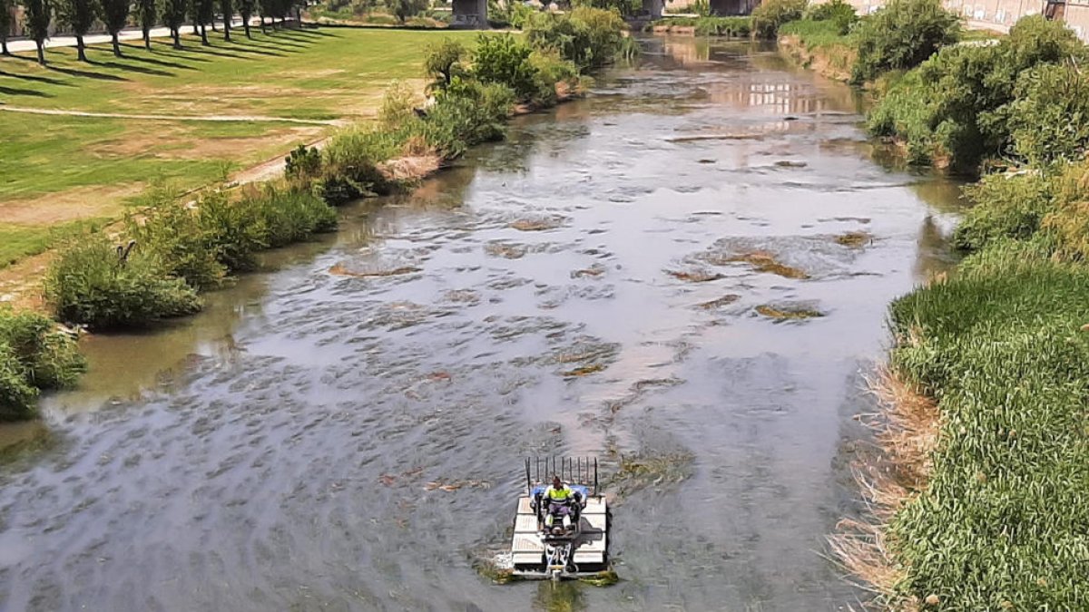 Un vehículo anfibio retiró algas ayer en el tramo urbano del Segre.