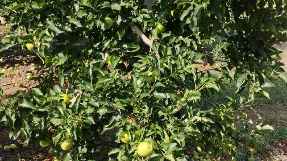 Manzano tratado con aclarado químico, primero, y manual, después en Puigverd de Lleida