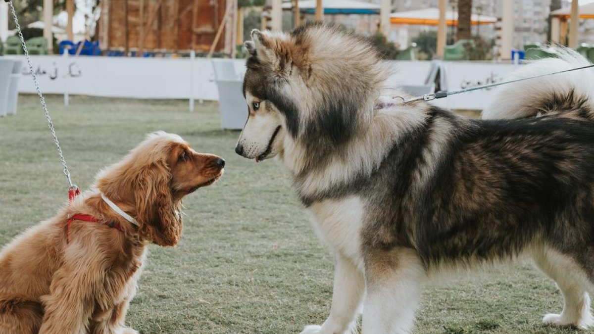 ¿Por qué los perros grandes viven menos?