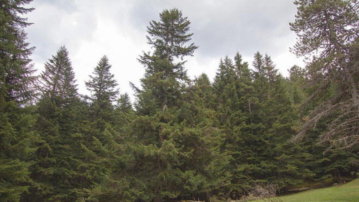 Ipcena-EdC i Depana, en contra d'una pista que la Generalitat vol fer al bosc de la Mata de València d'Àneu