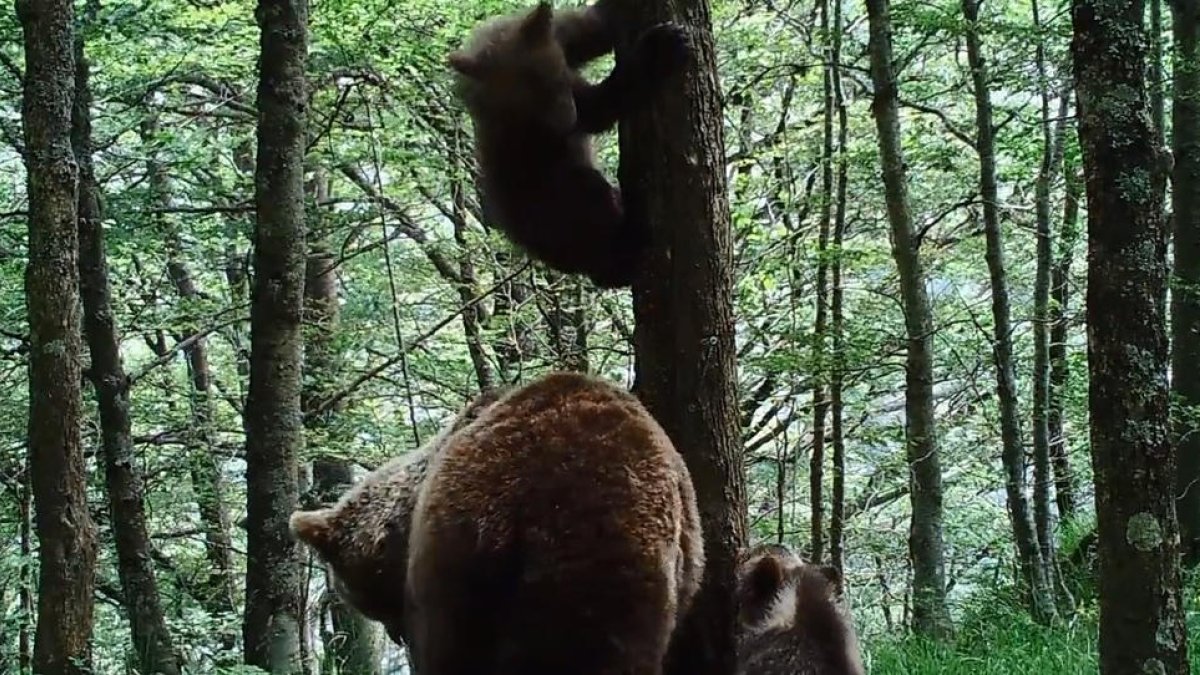 Imagen de archivo de una osa con oseznos en el Pirineo.
