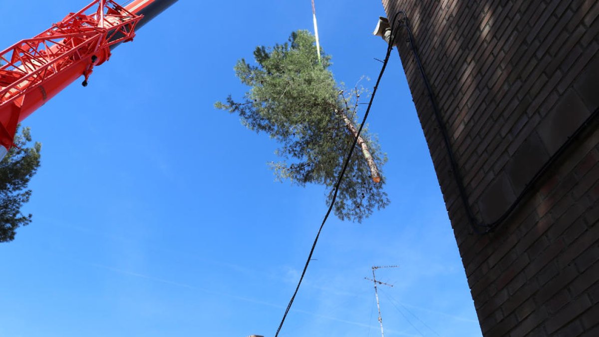 Un dels arbres retirats de la urbanització Pablo Iglesias.