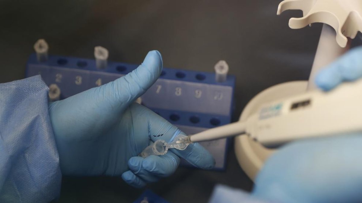 Descubren un marcador que predice la evolución de infección por tuberculosis