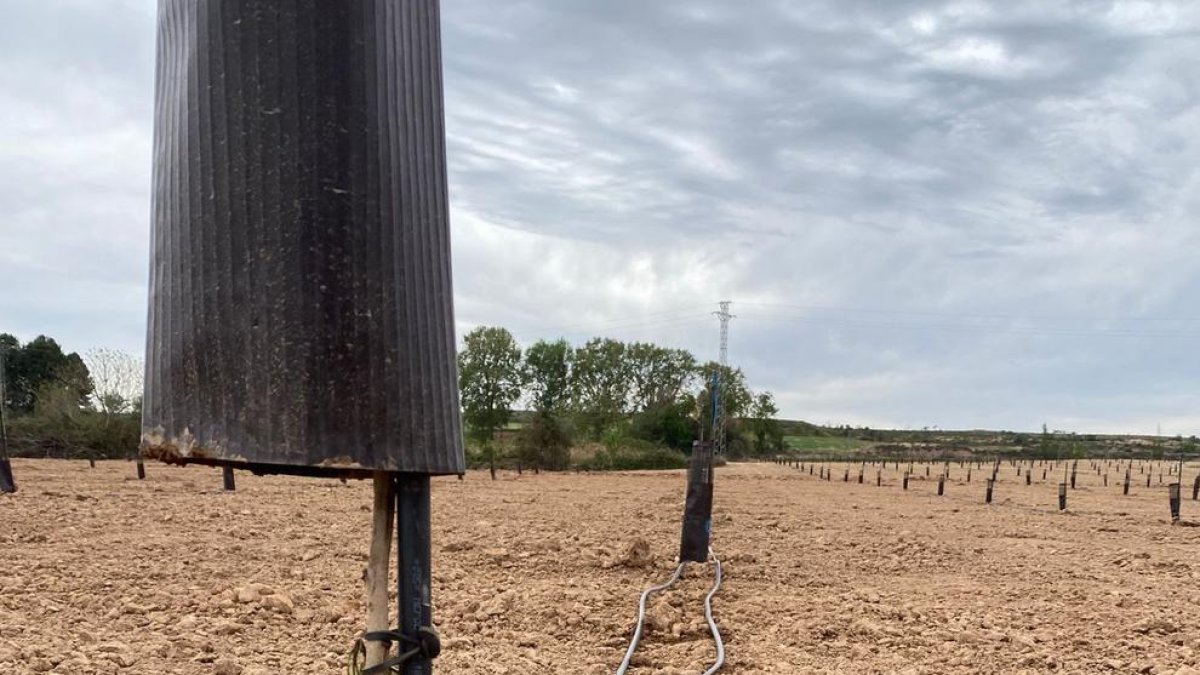Imatge d'un dels cinquanta arbres tallats aquesta setmana.