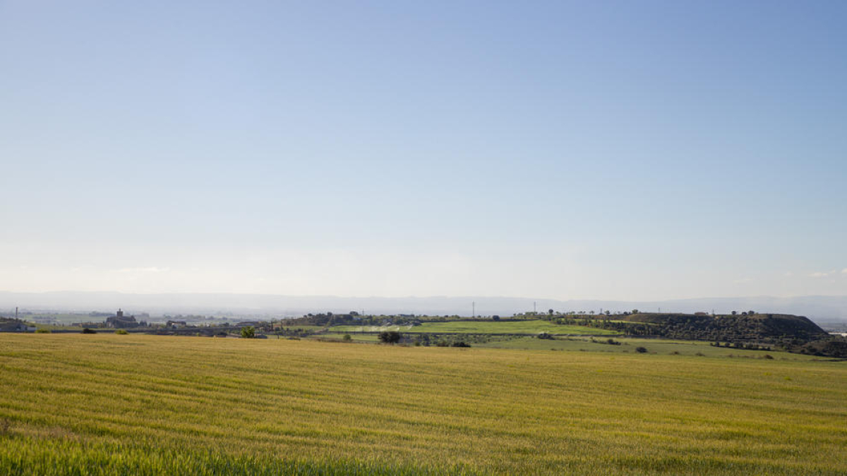 Campos de cebada en la Noguera