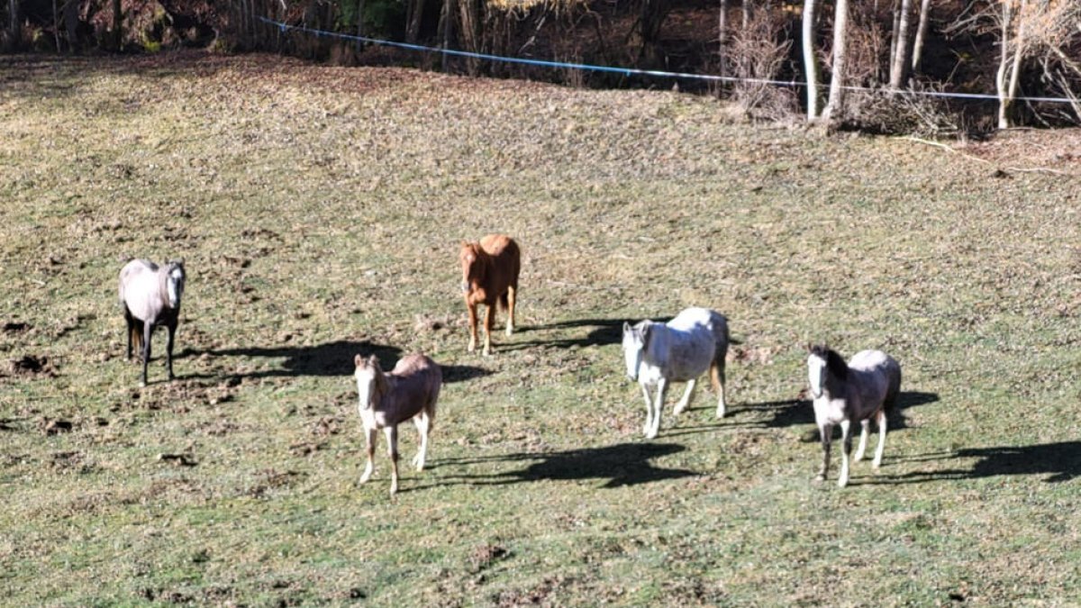 “Los animales invaden sin control fincas privadas”  -  Vecinos de Junyent y Castellàs del Cantó aseguran que los caballos y yeguas “invaden fincas privadas sin control”, como se puede ver en la imagen. La fauna salvaje, principalmente los ...