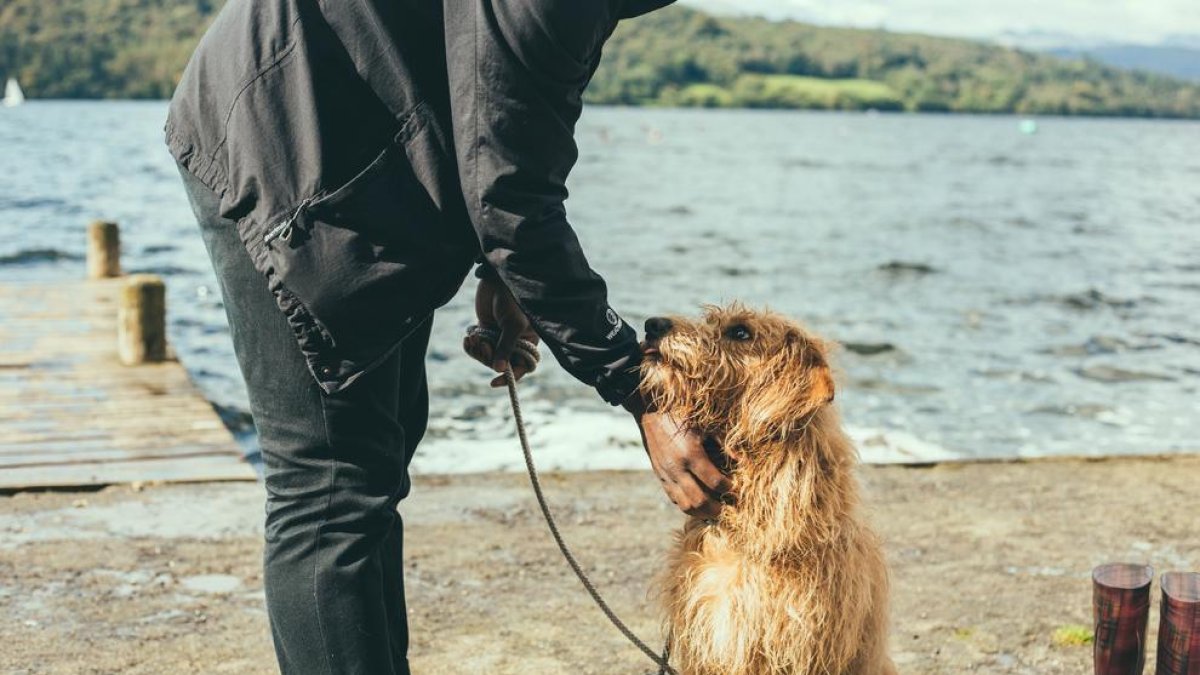 La ley que prohíbe vender animales en tiendas y obliga a hacer un curso para tener perro, en vigor el 29 de septiembre