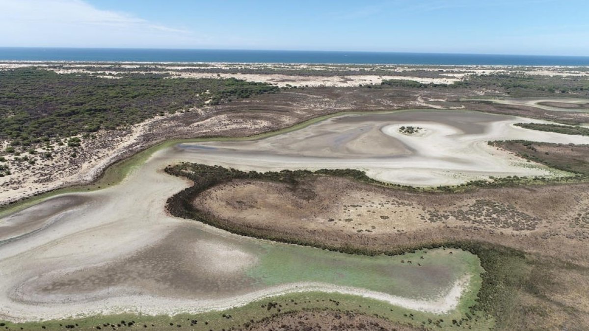 La última laguna permanente de Doñana está casi seca.