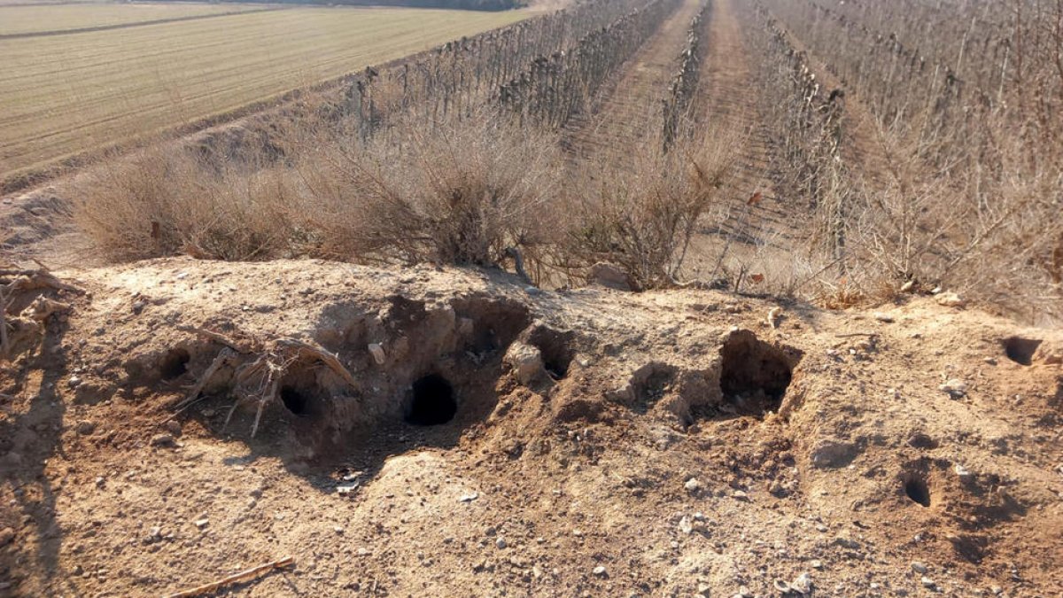 La Generalitat declara la emergencia cinegética en Ponent por la sobrepoblación de conejos