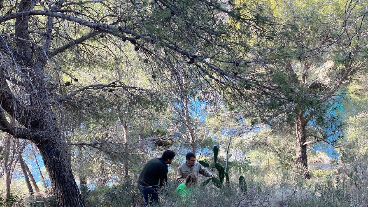 La salud de los bosques catalanes