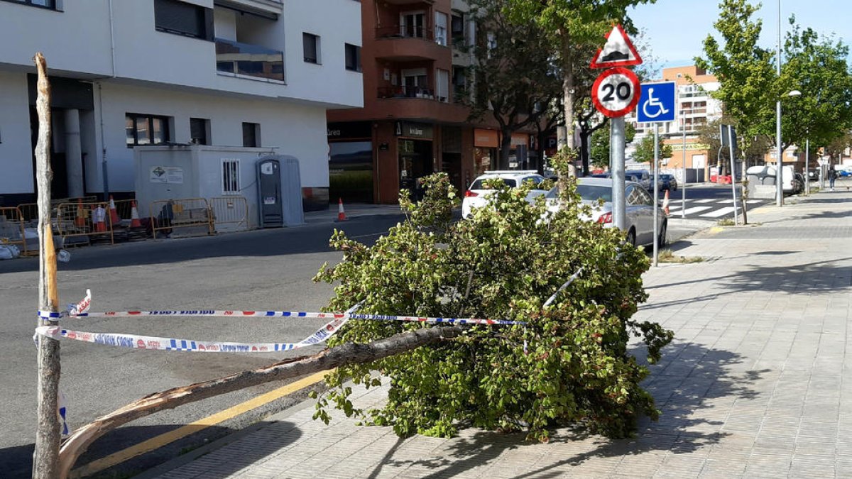 Branca caiguda a Pardinyes.