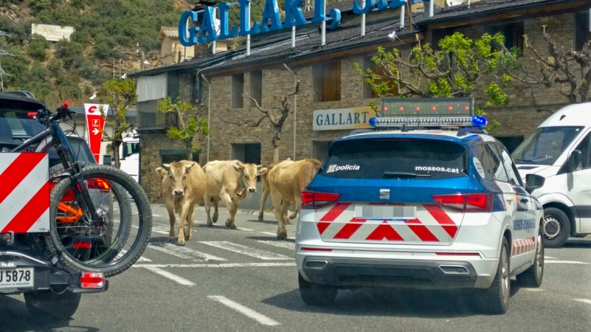 Los Mossos d'Esquadra sacaron al rebaño de la carretera N-145, donde paseaban tranquilamente.