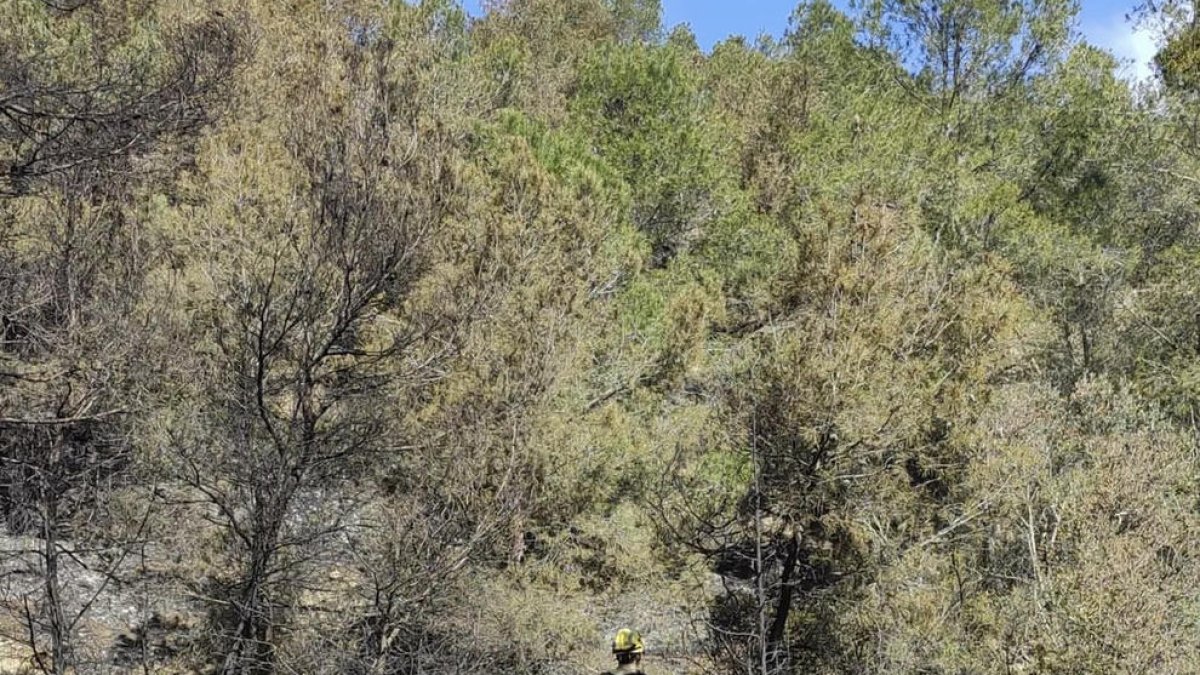 Bombers van revisar dilluns la zona cremada.