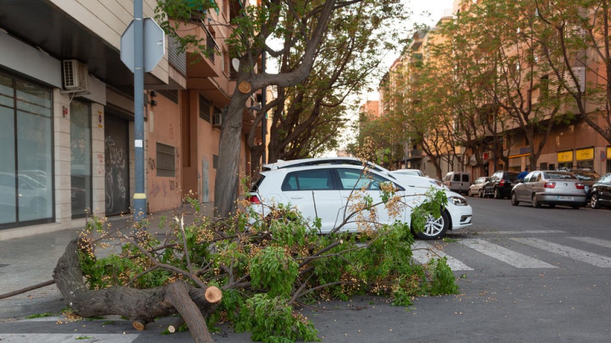 La branca de grans dimensions que van tallar els Bombers.