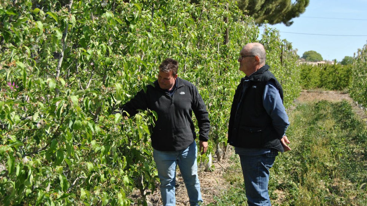 Balué y Costal revisando campos de frutales en la partida de Bútsenit de Lleida.