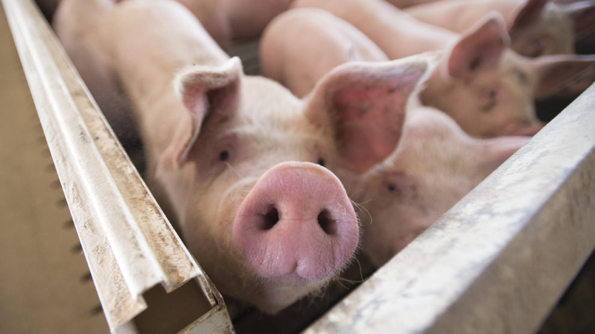 La reducció de costos i l’alça de preus ha permès augmentar el marge del porcí.