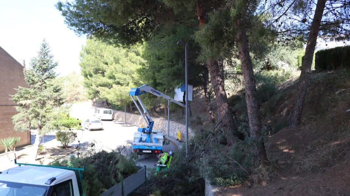 Los trabajos de saneamiento de los pinos en Mequinensa.