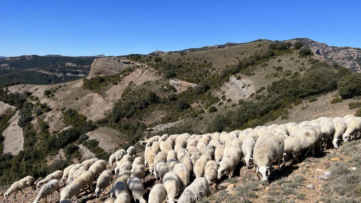 Unió de Pagesos reclama ayudas directas para el ovino y ganado cabrío porque la sequía puede ser 'la estocada final' al sector