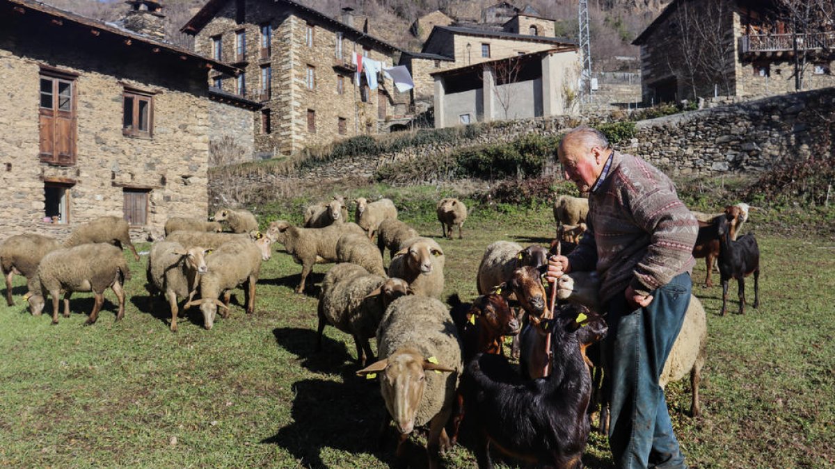 Crisi al pla i el Pirineu - Martí Escudé és un pastor de l’EMD de Civís, al municipi de les Vall de Valira, a qui igual que a altres ramaders el preocupa la falta de pastures i l’encariment dels preus. De la llana de les ovelles del seu ram ...