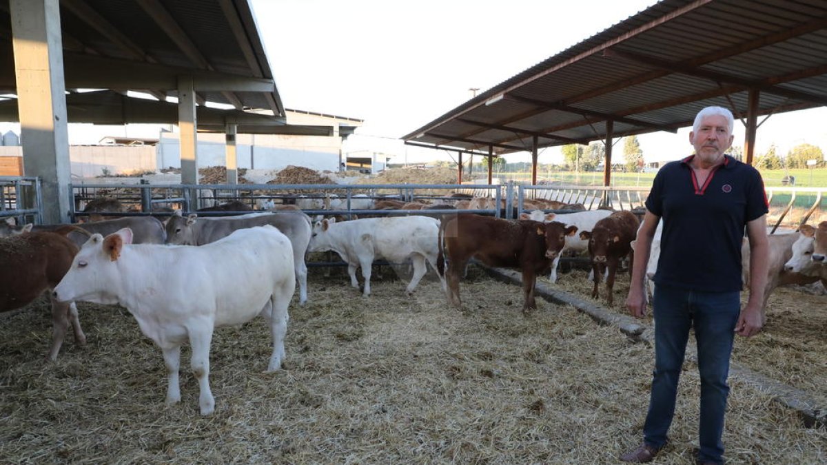 Los animales de Josep Maria Porté, en Sucs, escuchan música clásica, beben agua pura y comen forraje y maíz fermentado de proximidad.