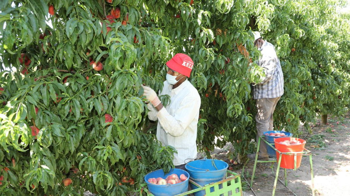 Bona part dels treballadors de la campanya repeteix any rere any amb els mateixos agricultors, en una relació bastant estable.
