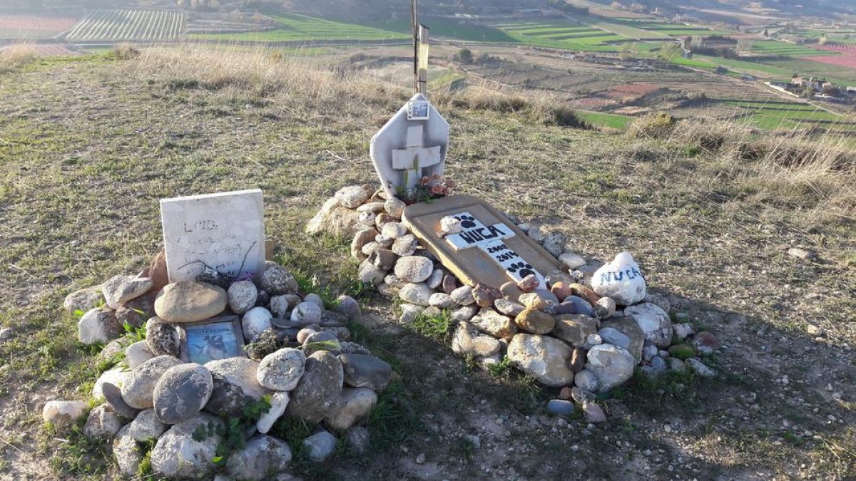 Imatge d’arxiu de tombes d’animals a Alguaire.