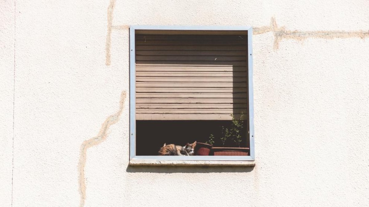 Un gato enciende el equipo de música y molesta de noche a los vecinos