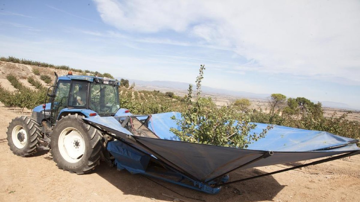 Recol·lecció de pistatxos en una finca de l’empresa a la zona regable del canal Segarra-Garrigues.