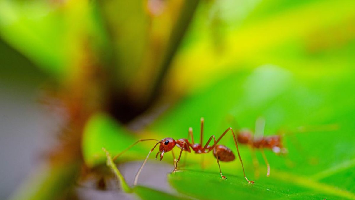 La hormiga roja de fuego, una de las especies más invasoras, se establece en Europa y podría llegar a España