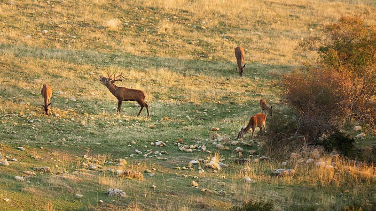 Foto de archivo de ciervos durante la berrea en el Pirineo de Lleida.