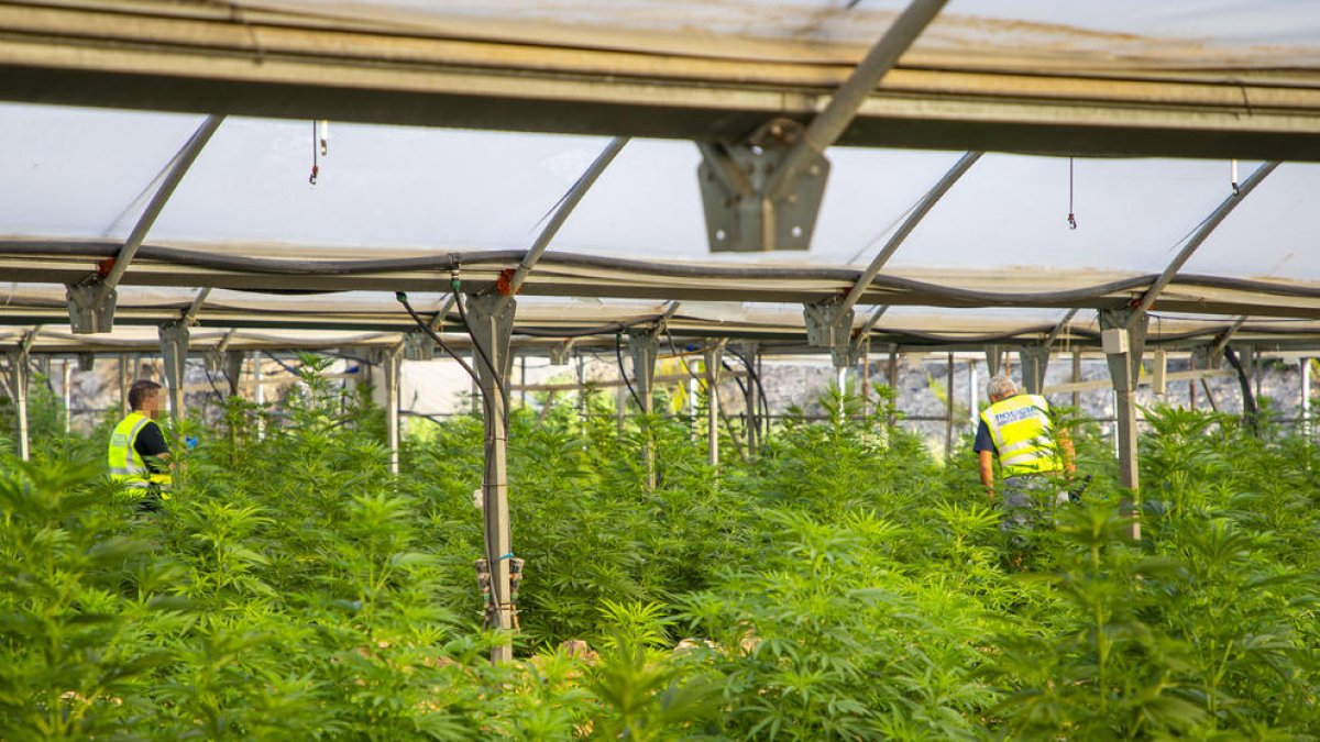 Los Mossos desmantelaron en agosto en Almatret la primera instalación profesional en Lleida con 1.820 plantas en 14 invernaderos.