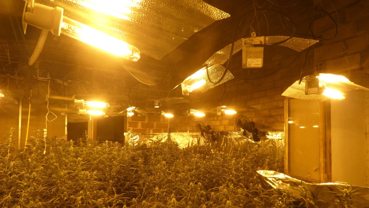 Una de les plantacions indoor de marihuana desmantellades en un habitatge de Menàrguens. - MOSSOS D’ESQUADRA