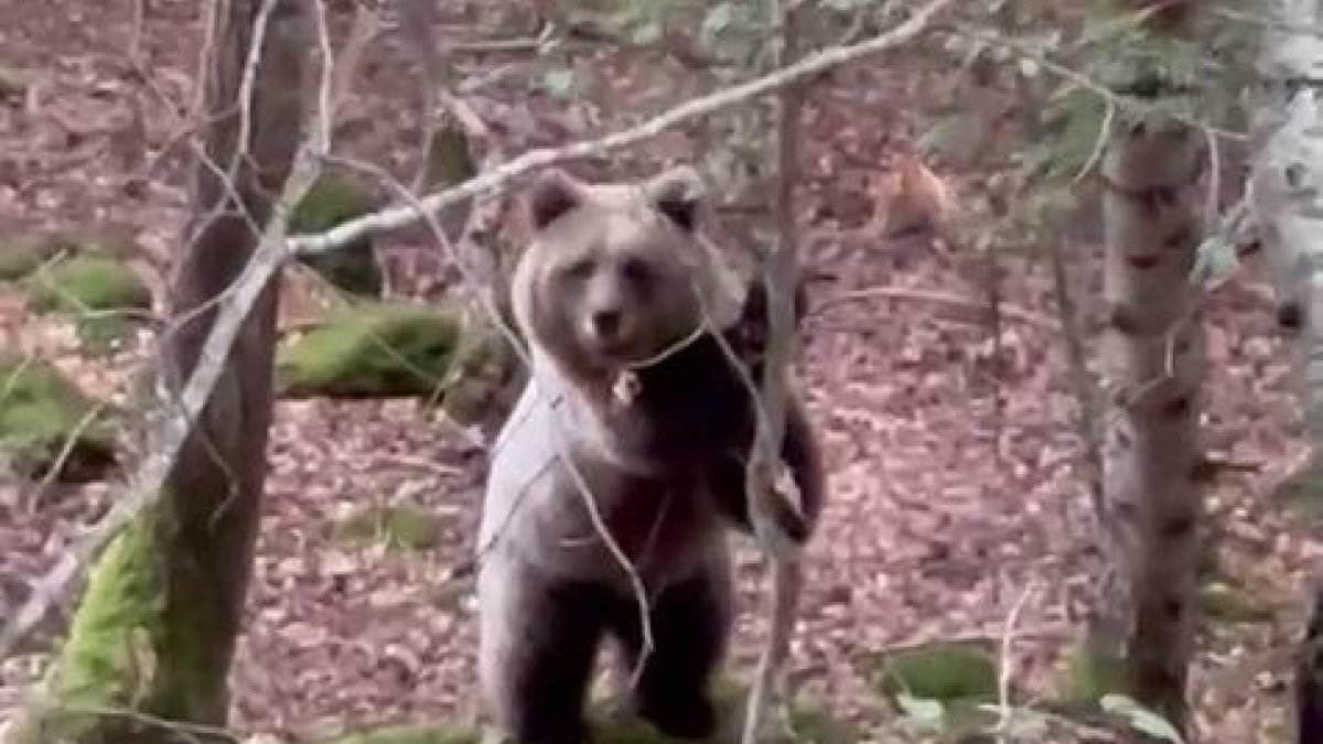 El vídeo de l’os filman en un bosc a Baish Aran