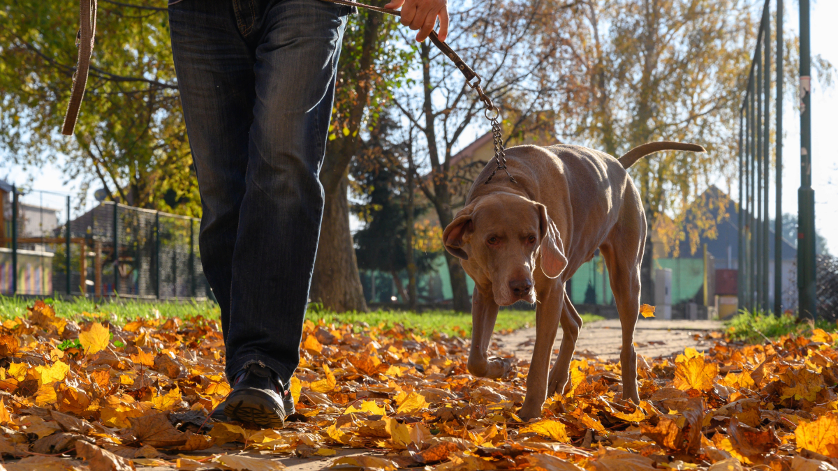 Una persona paseando a su perro.