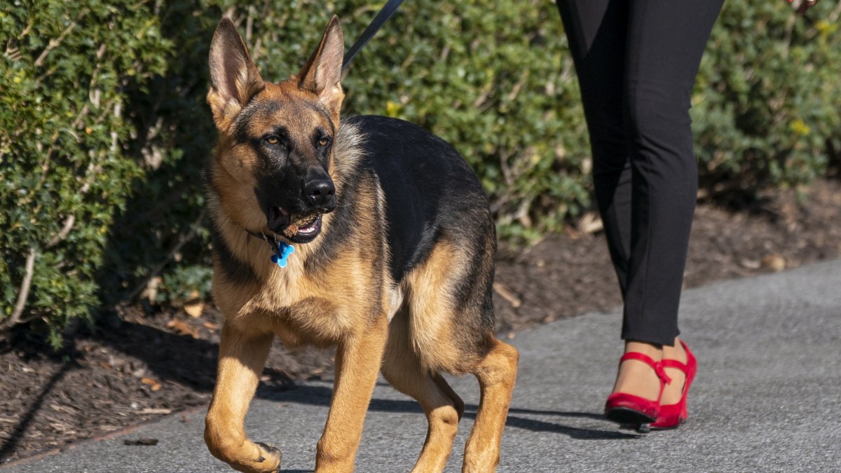 imatge d’arxiu de 'Commander', el gos del president nord-americà Joe Biden.