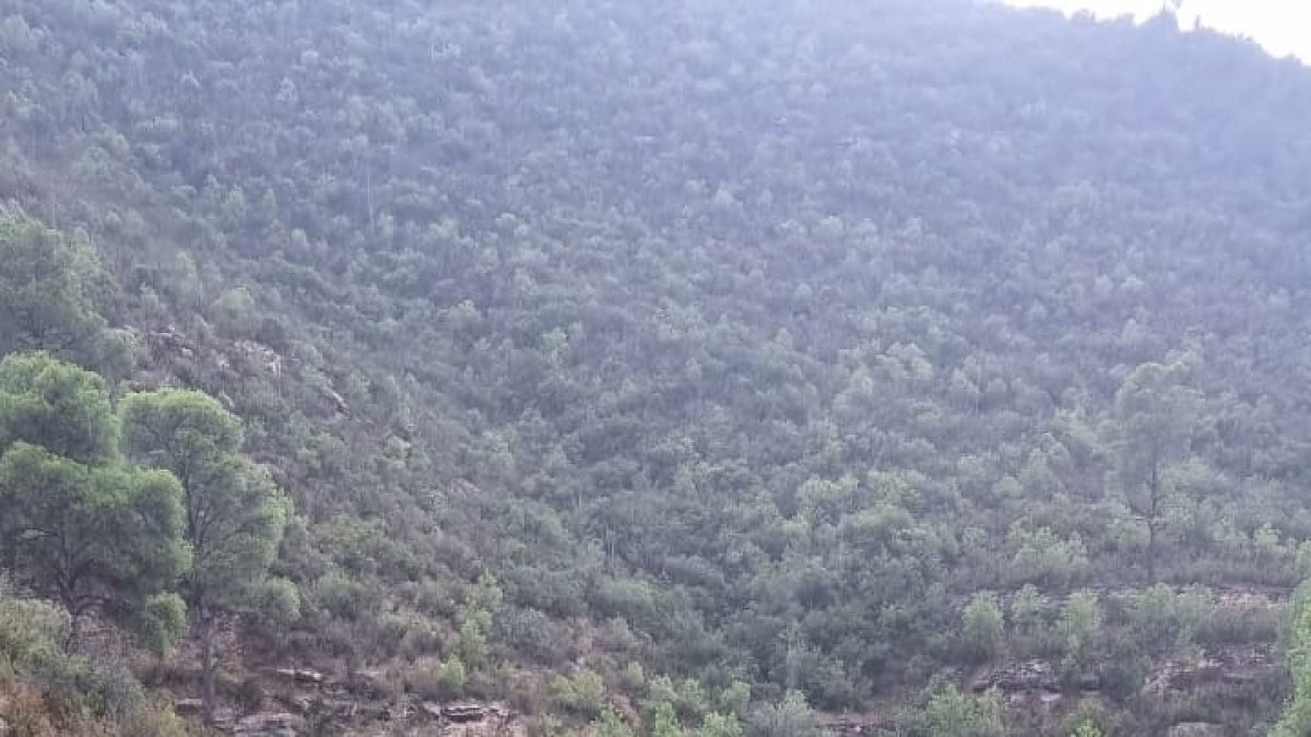 Esta plantación desmantelada en Almatret hace unos días es uno de los ejemplos que ponen los Mossos. - MOSSOS D’ESQUADRA