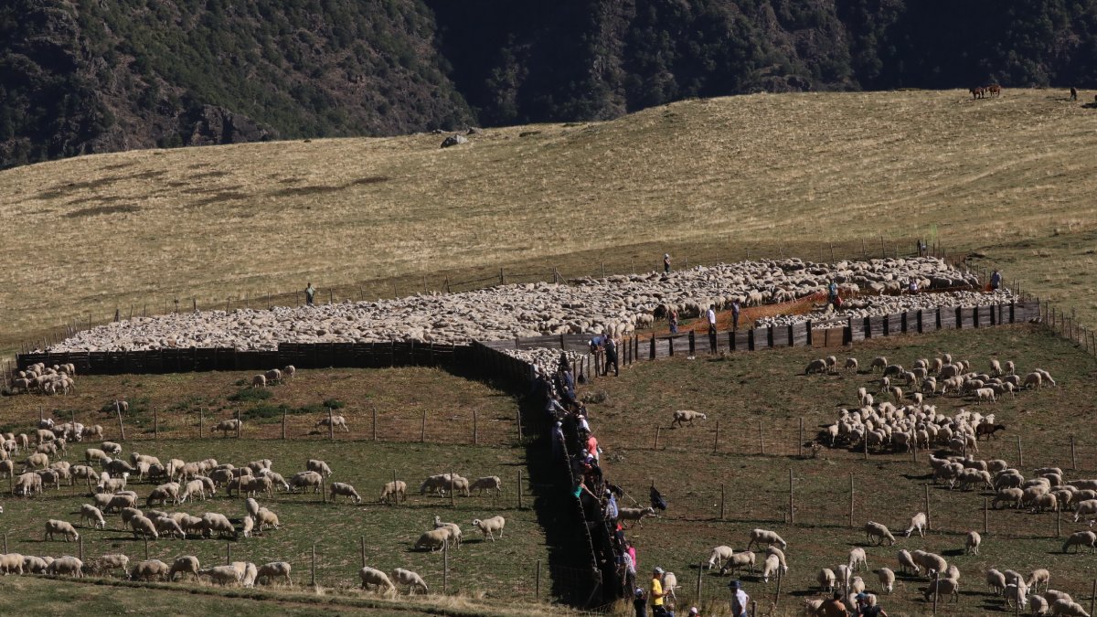 La reagrupación de rebaños ayer tras la temporada de pastos en la montaña de Llessui. - EDGAR ALDANA